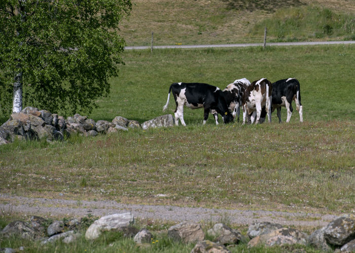 Miljöarbete Astern